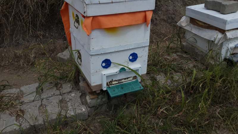 KADİR YILMAZ  Amasya  karakovan süzme balı fiyatı,bitlis karakovan balı,kütük karakovan balı