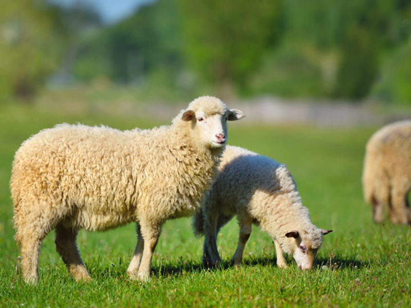 TERCİH; konyada adakçı, konya adakçısı, konya adaklık, adaklık, adaklık koyun, adaklık koç,kurbanlık