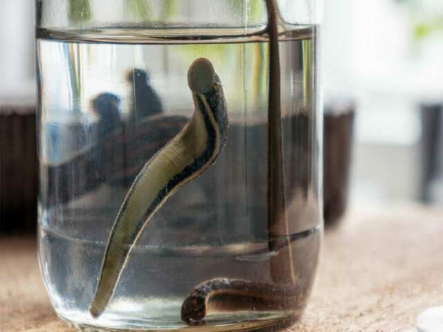 OTANTIK Konya  sülük üretim çiftliği, sülük yetiştirme çiftliği, tıbbi sülük üretimi, tıbbi sülük çiftliği, 