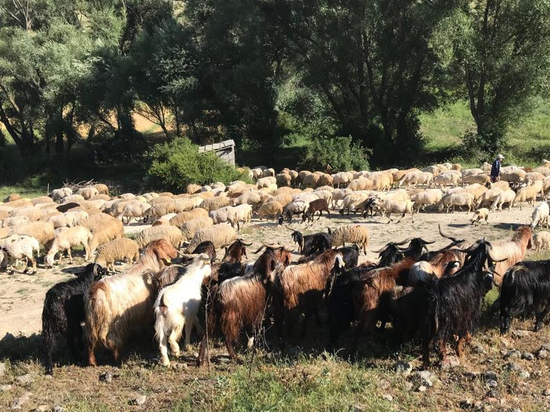 AYYILDIZ Konya Kurbanlık Akika Adak Kurban